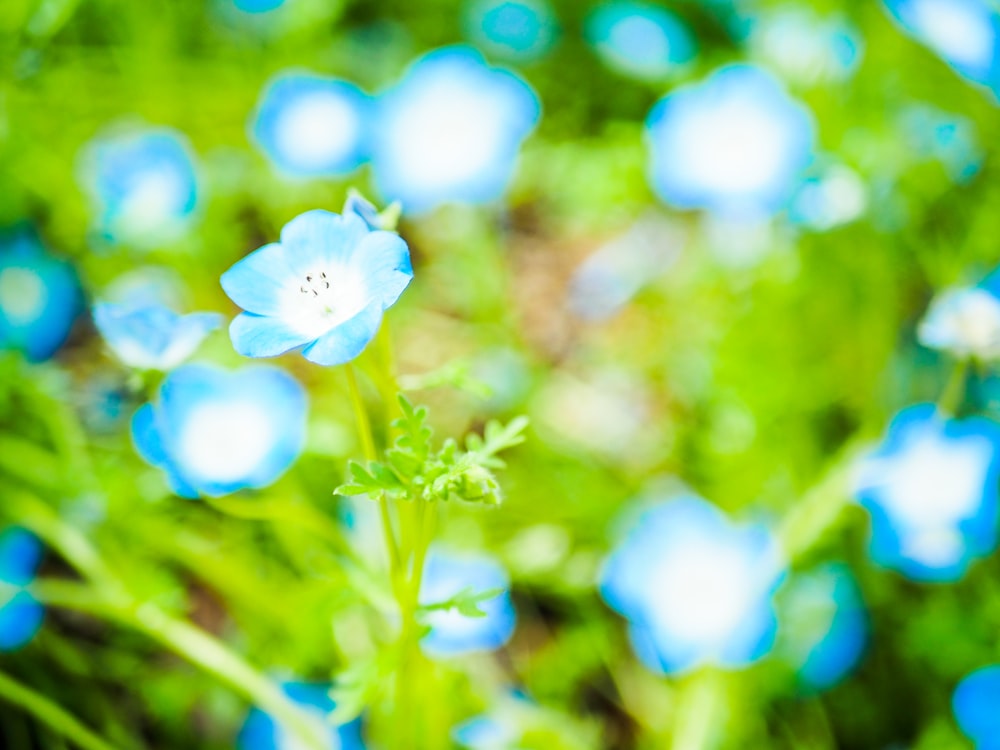 a close up of a blue flower in a field