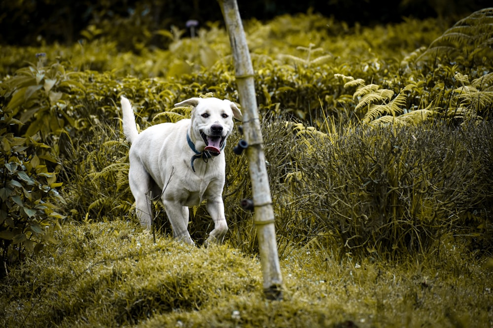a white dog with a blue collar standing in the grass