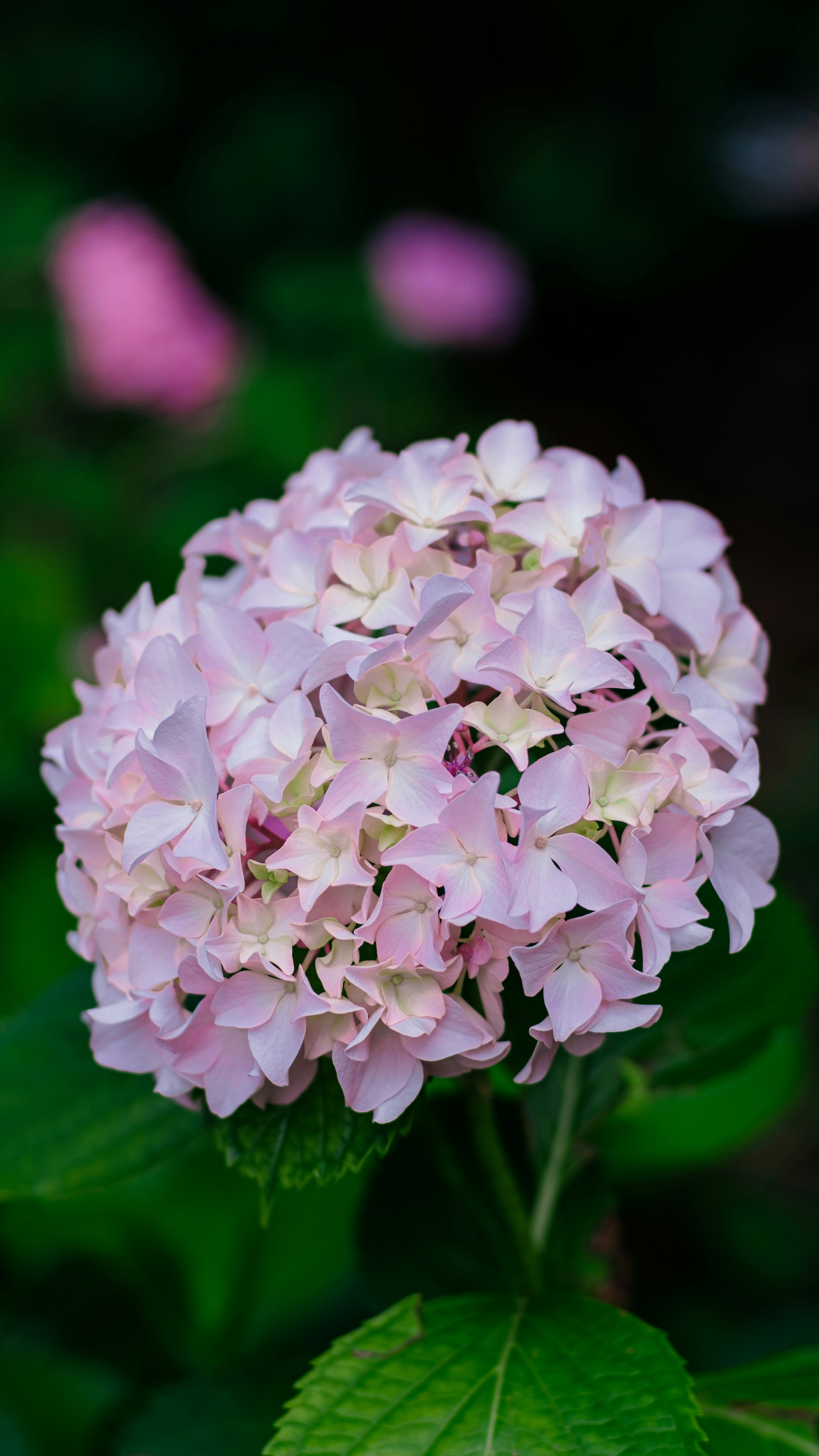 Photo by xiexianghua