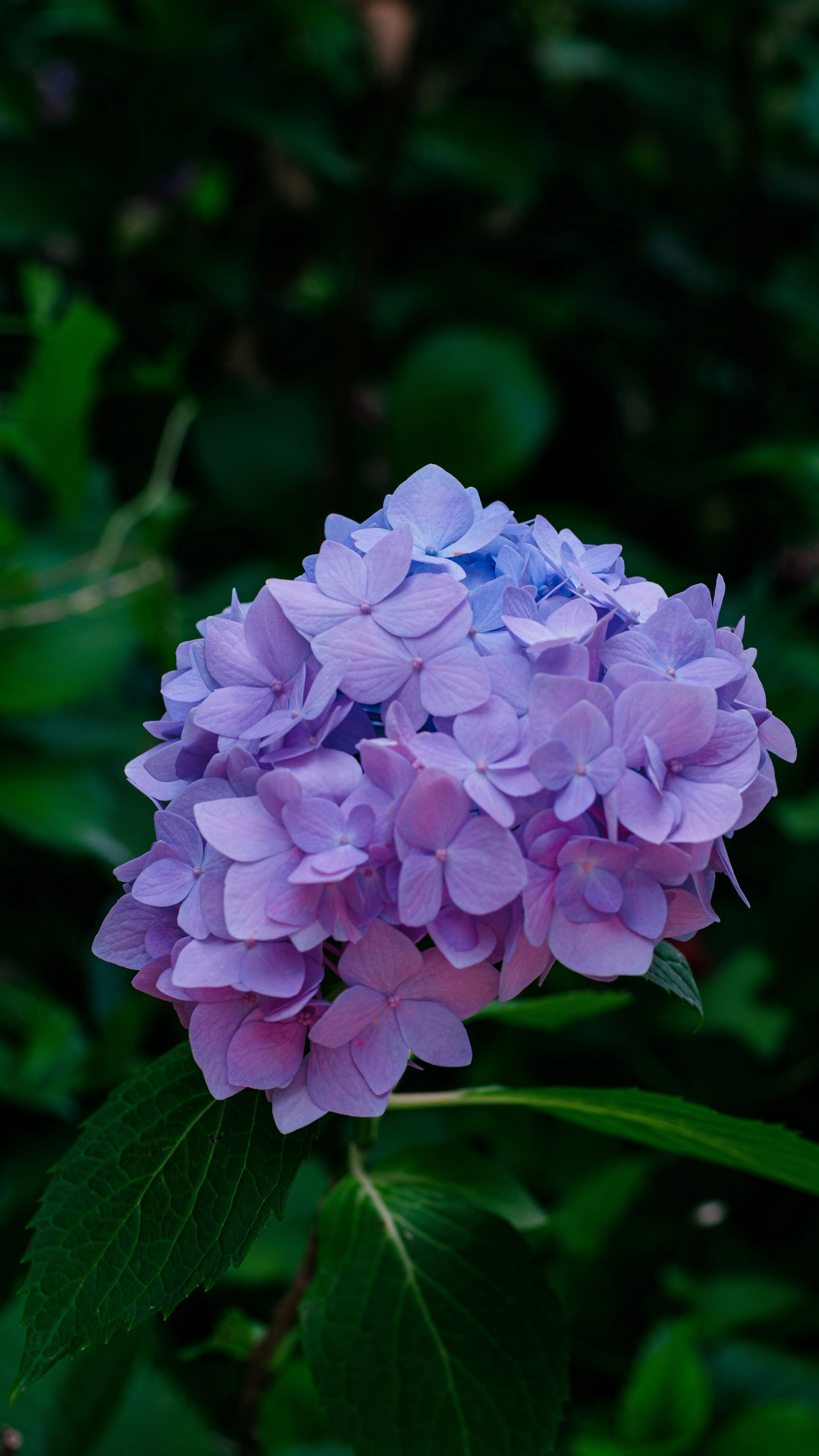 Photo by xiexianghua