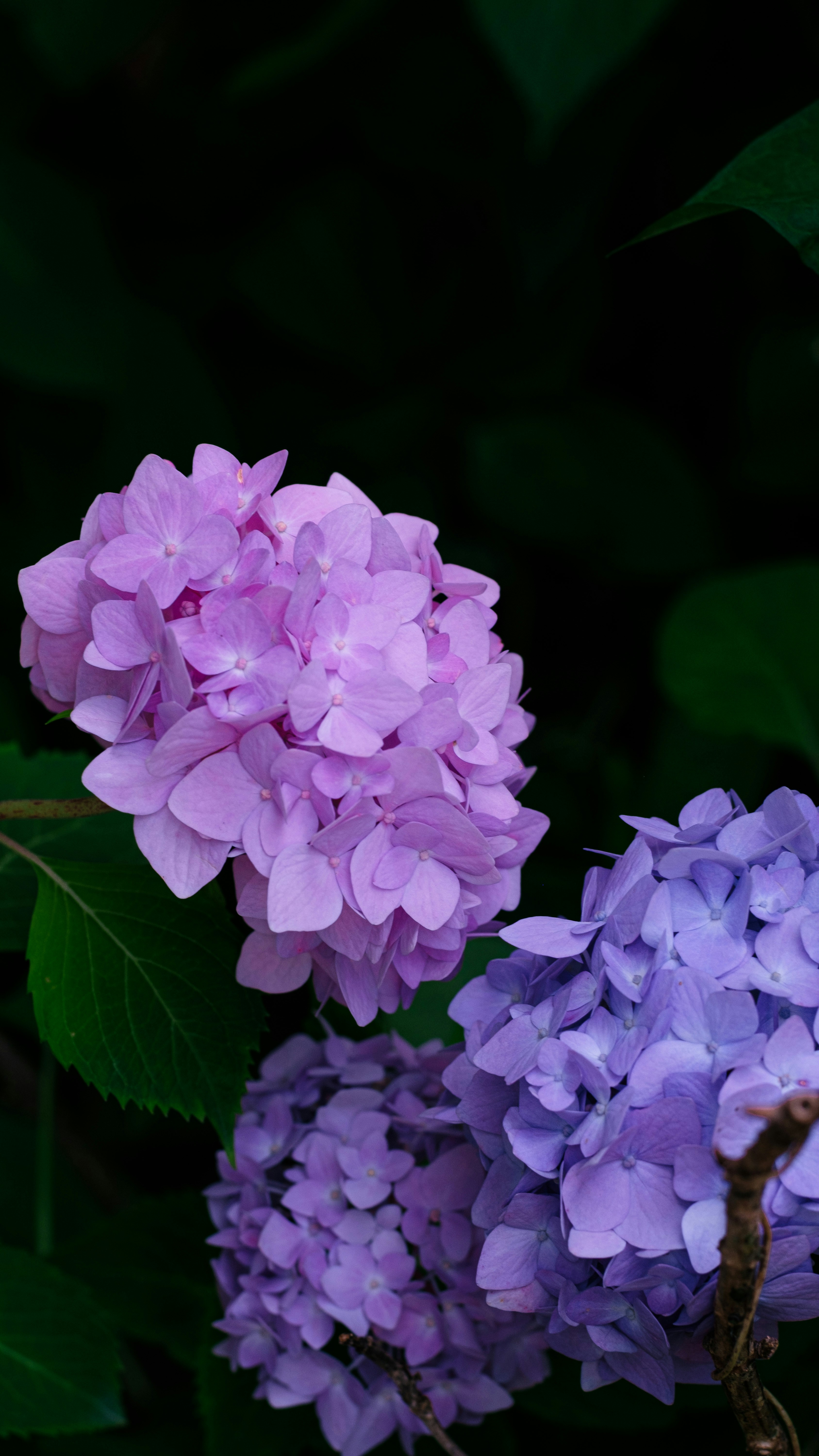 Photo by xiexianghua