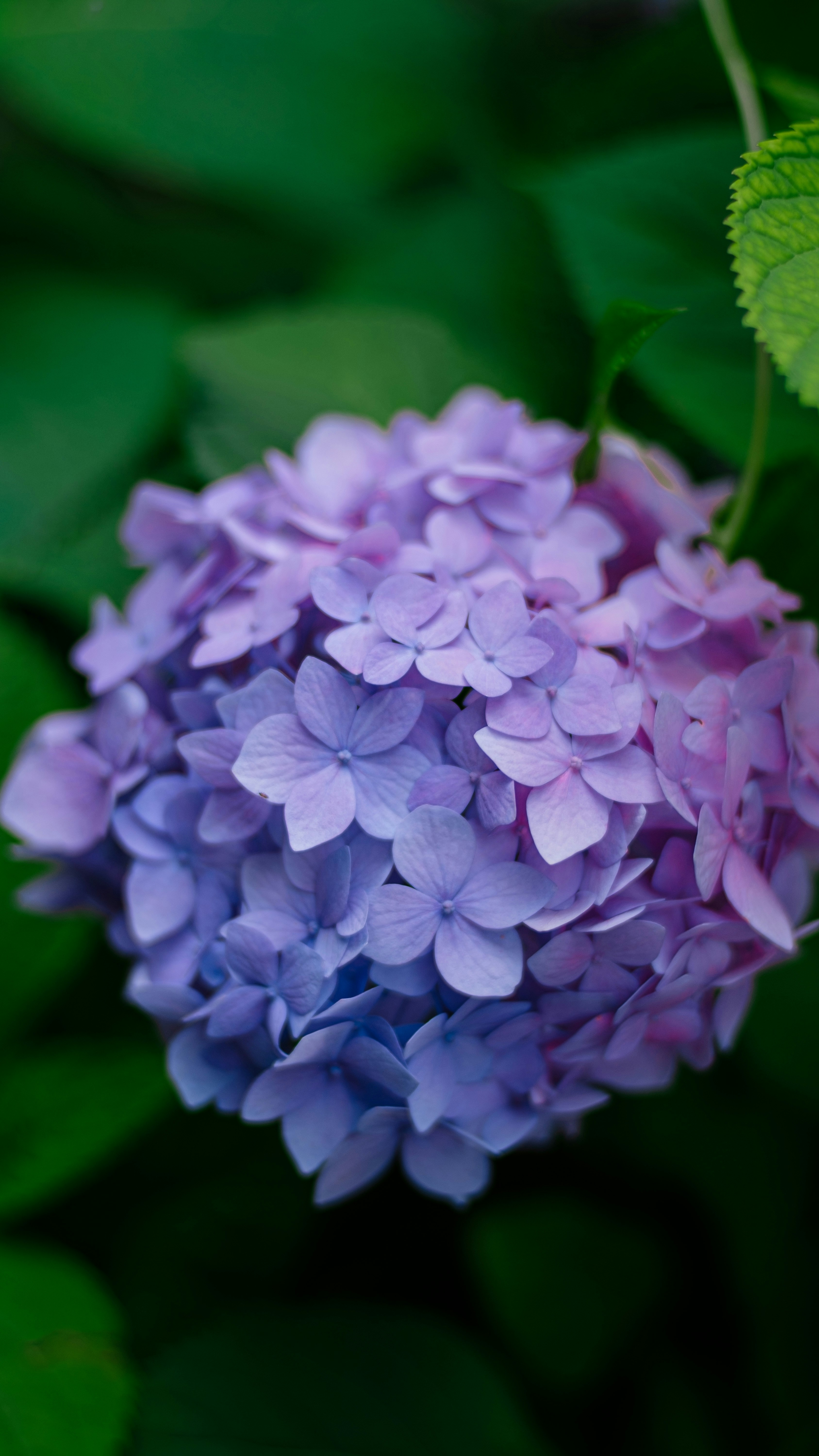 Photo by xiexianghua