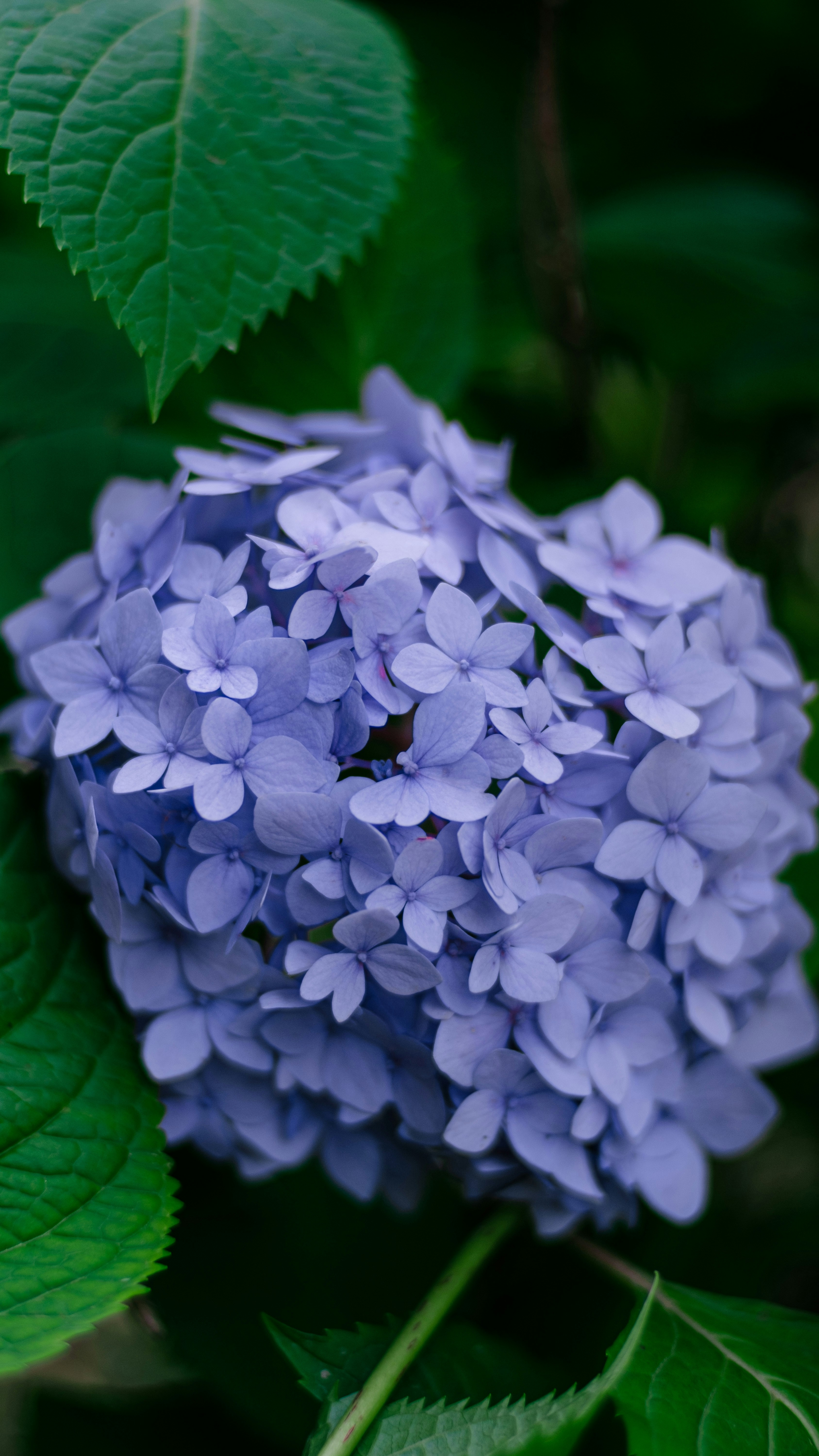 Photo by xiexianghua