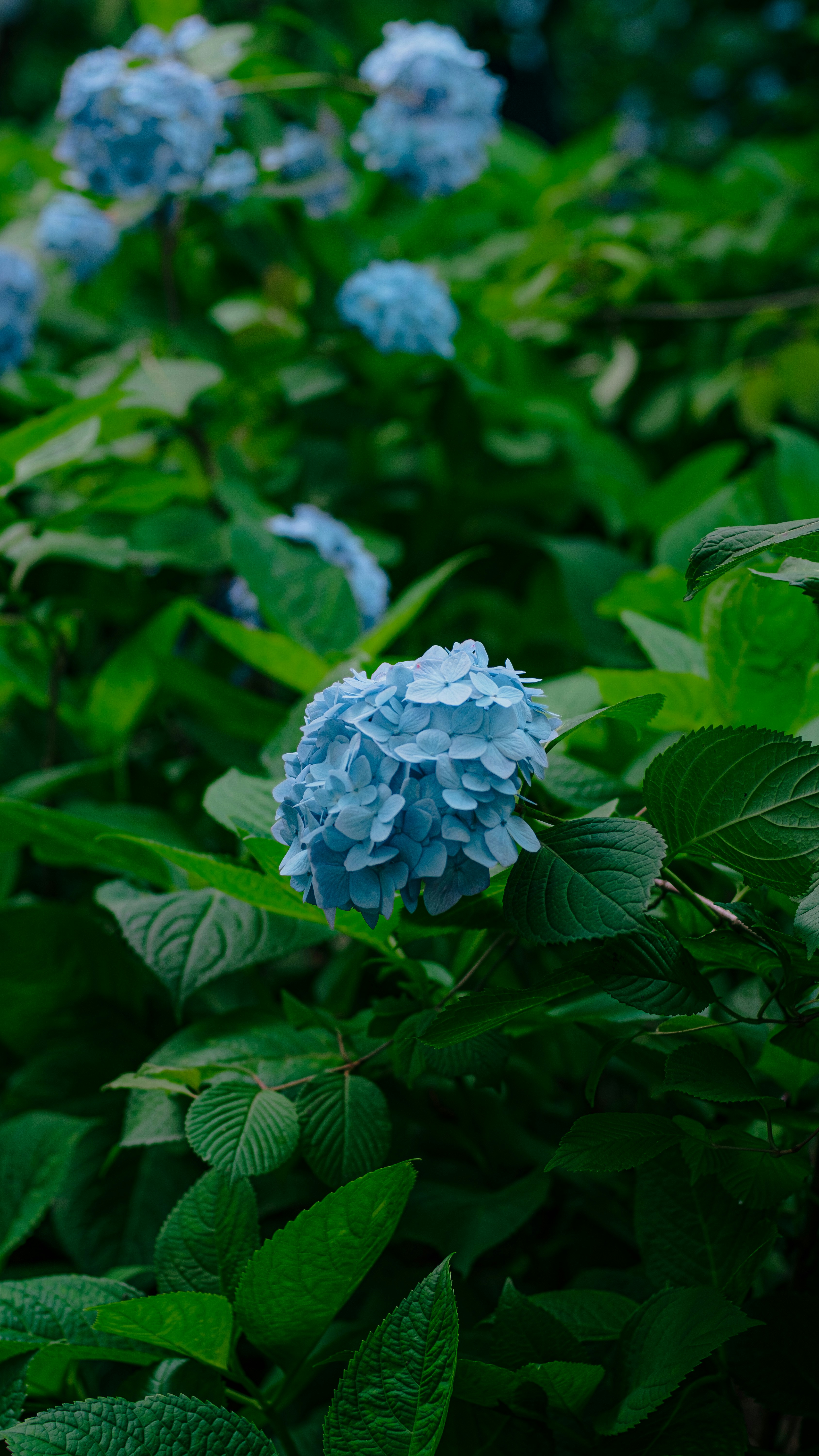 Photo by xiexianghua