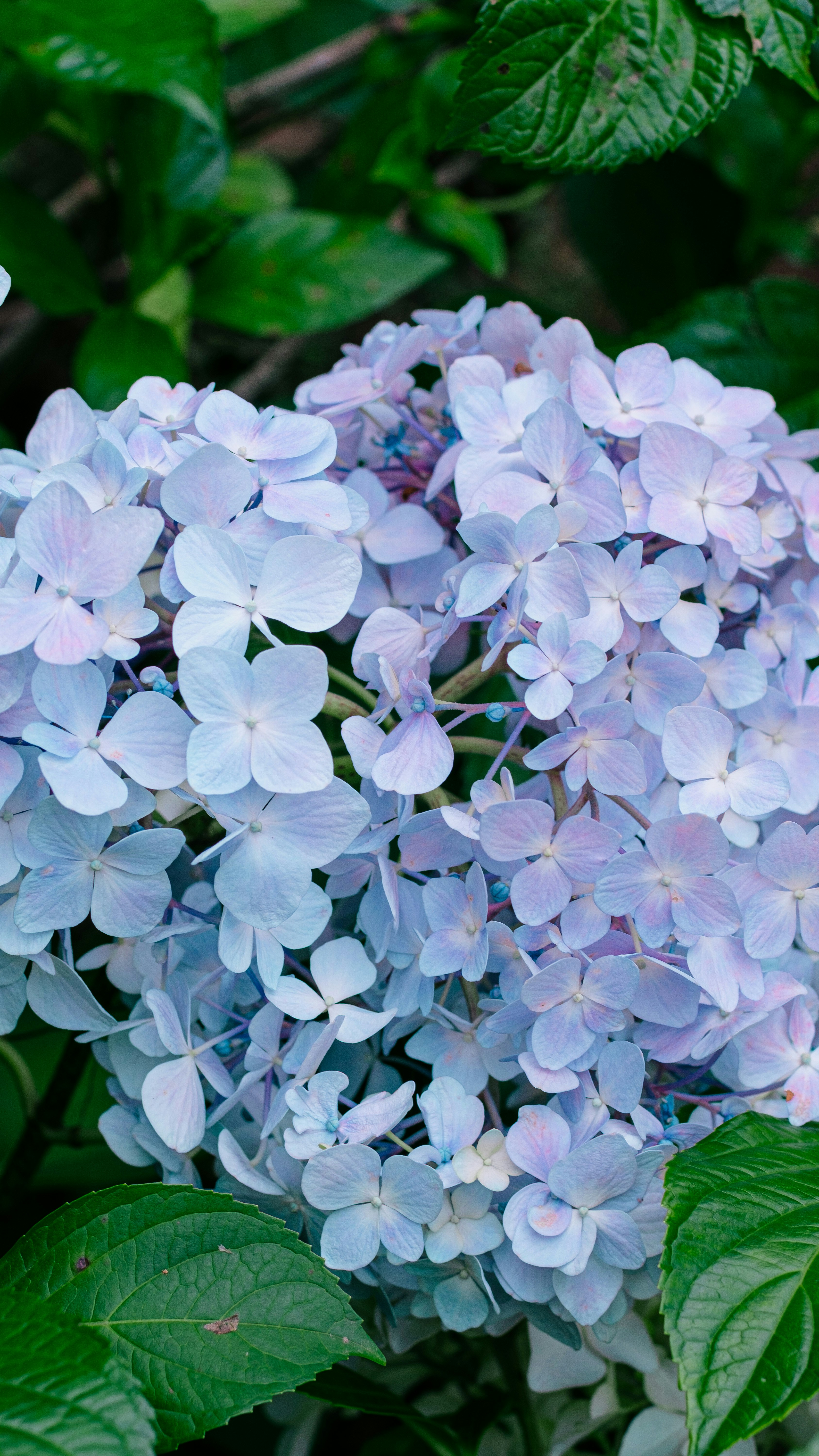 Photo by xiexianghua