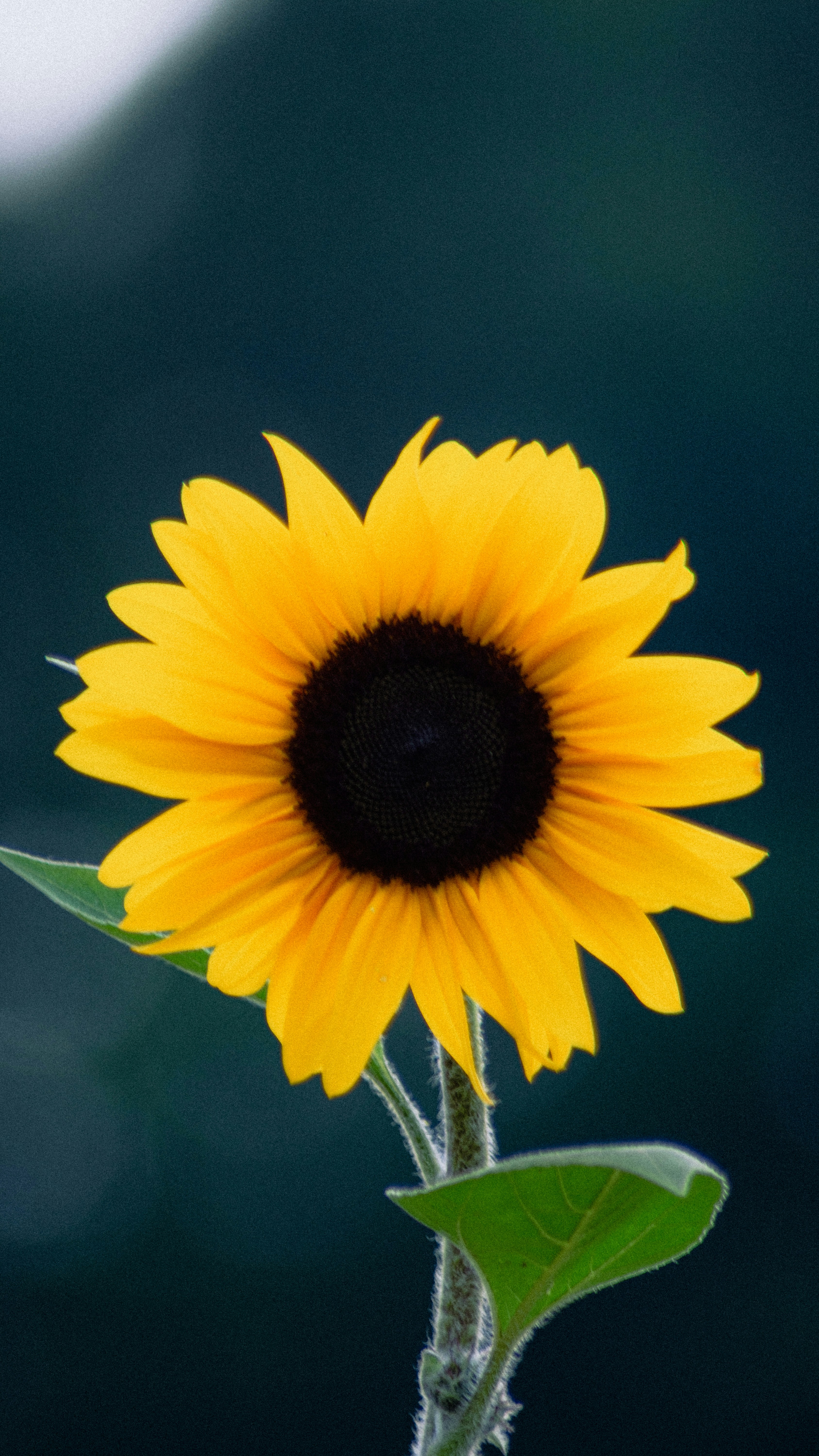 Photo by xiexianghua