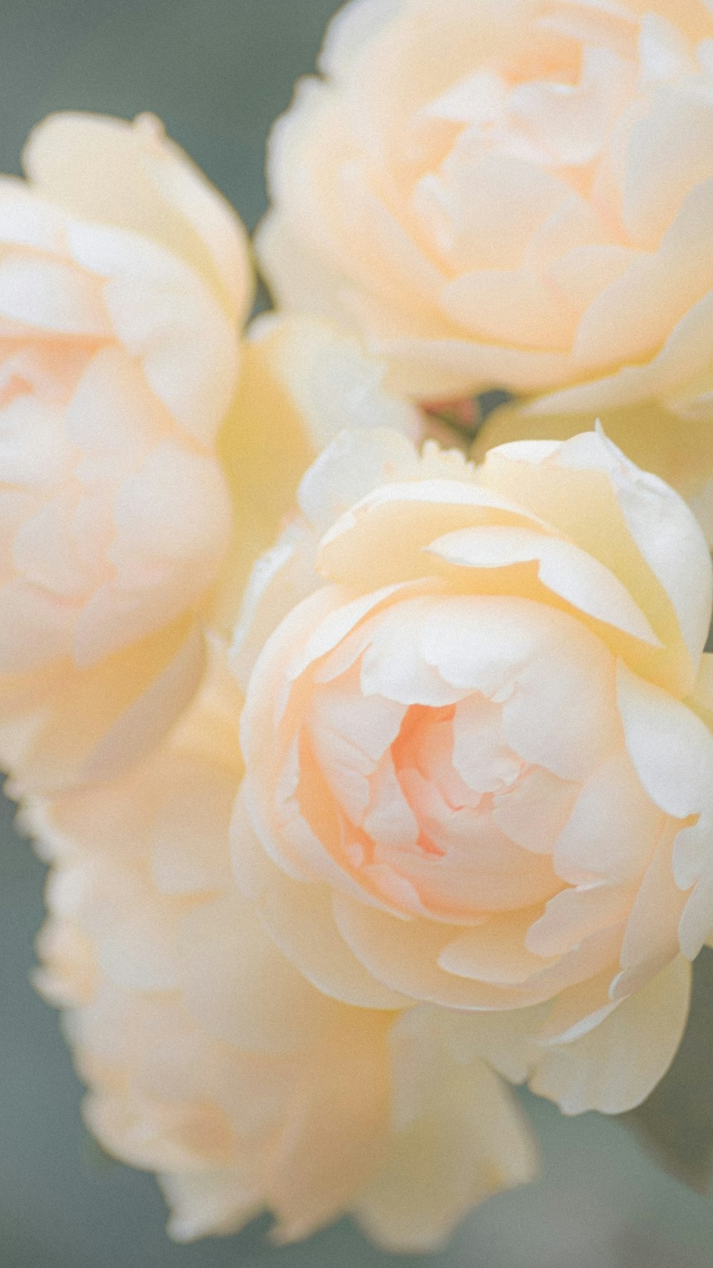 a close up of a bunch of flowers