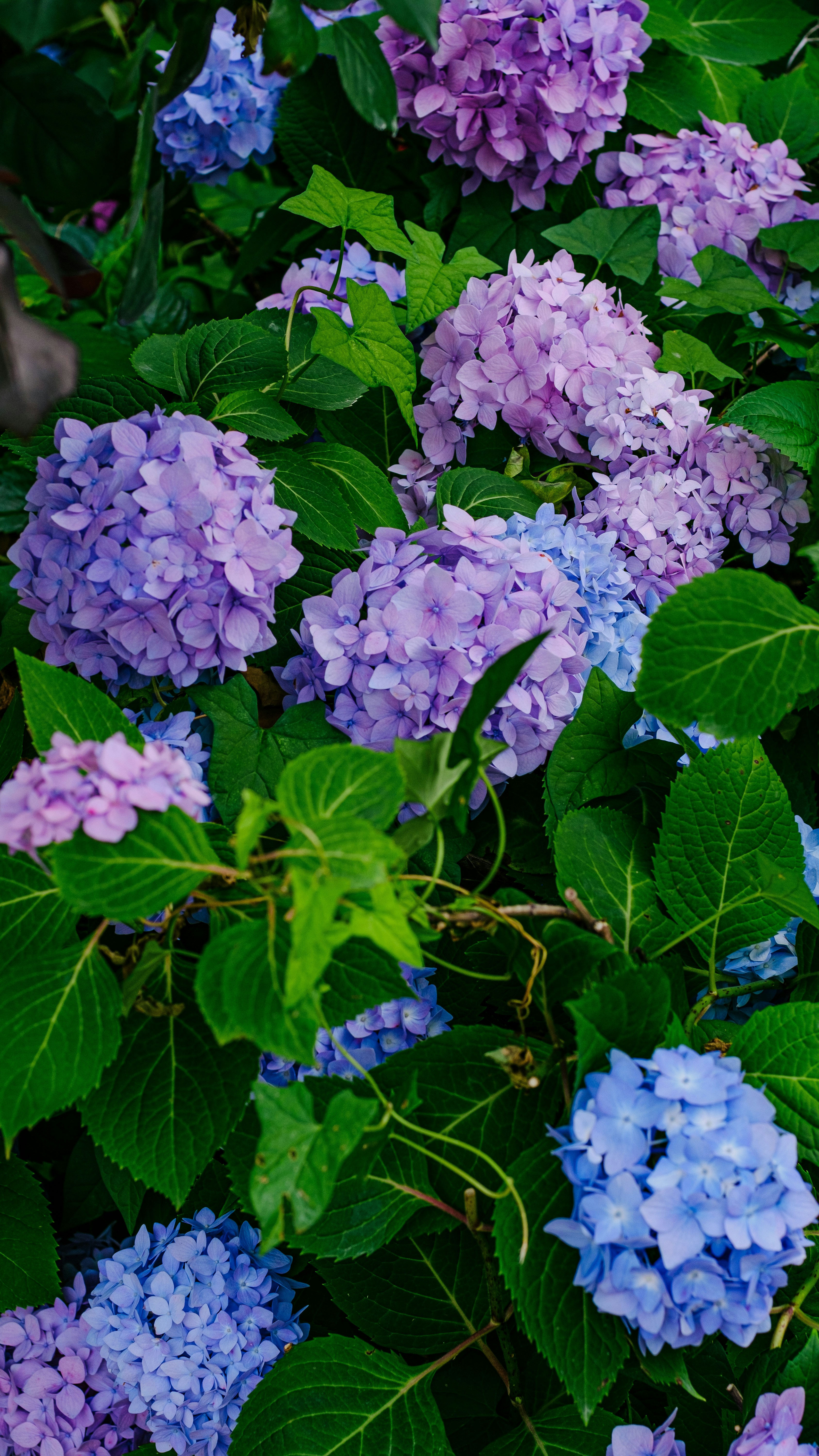 Photo by xiexianghua