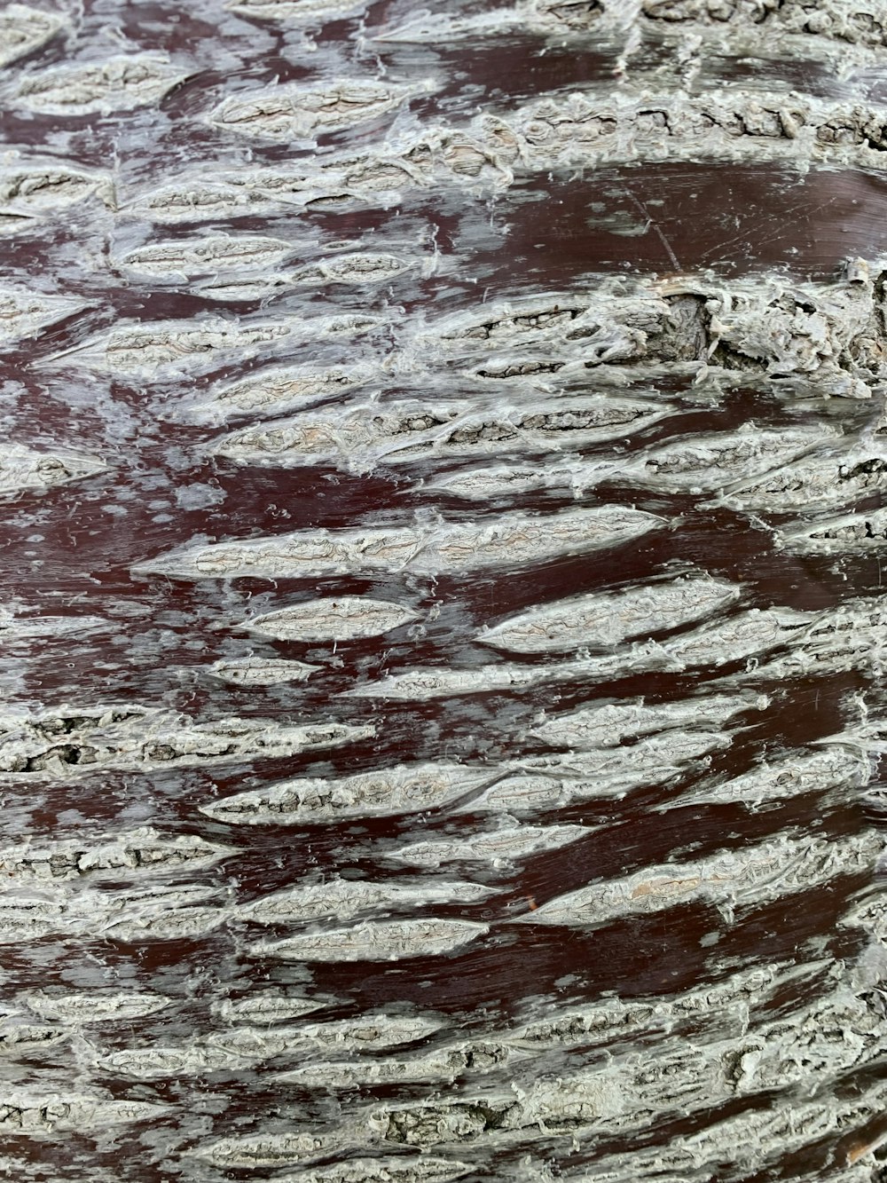a close up of a tree trunk with water on it