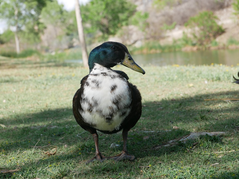 a couple of ducks standing on top of a lush green field