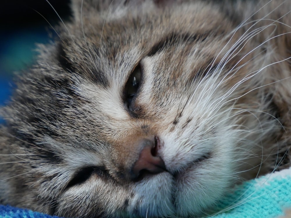 Un primo piano di un gatto che dorme su una coperta