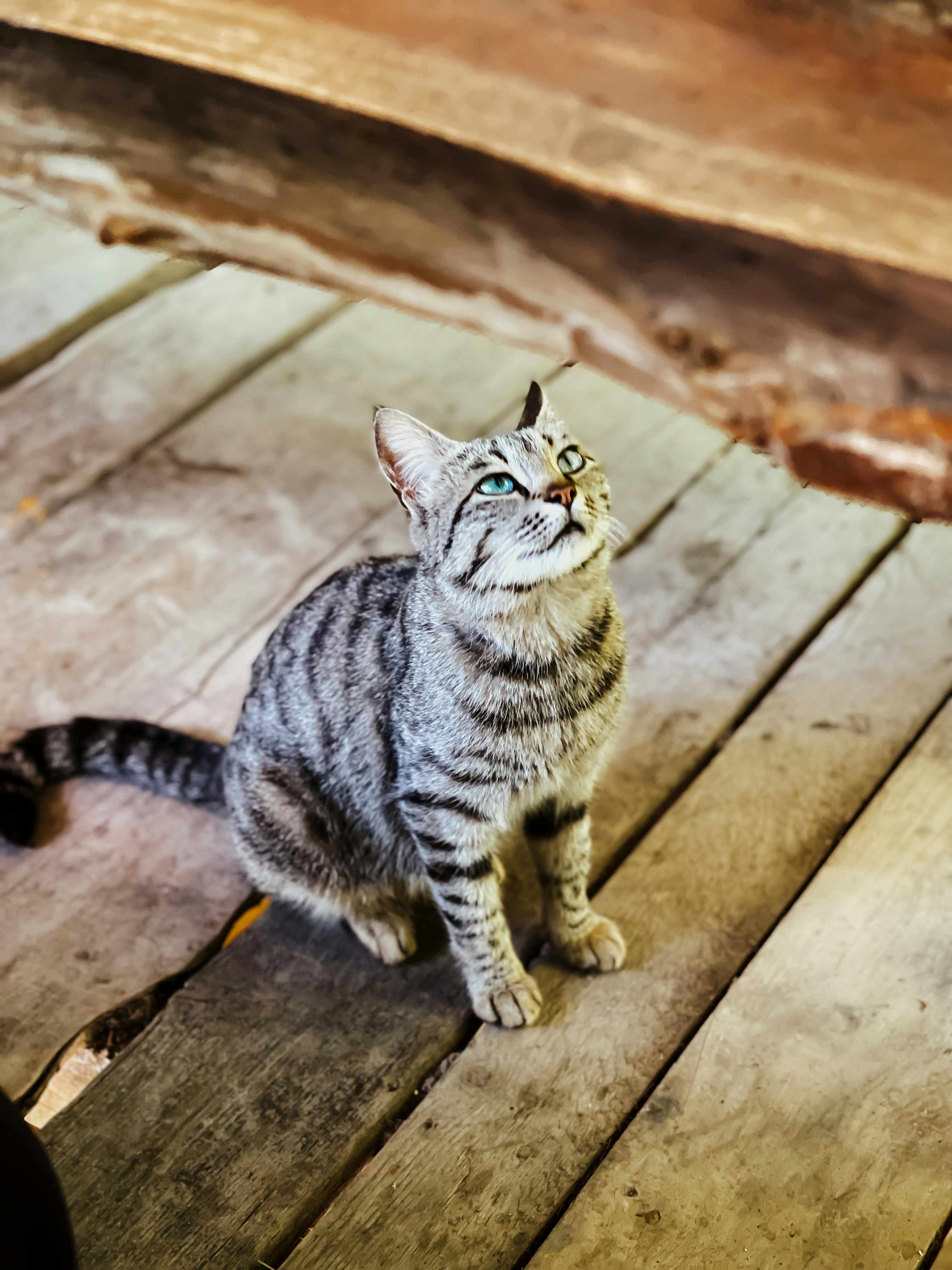 a cat sitting on a wooden floor looking up