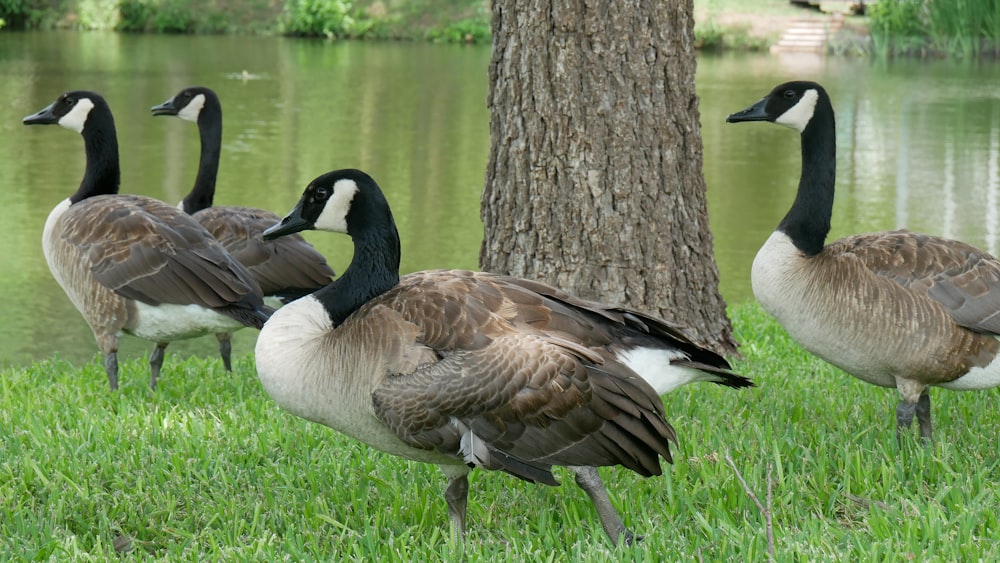 a group of geese standing next to a tree