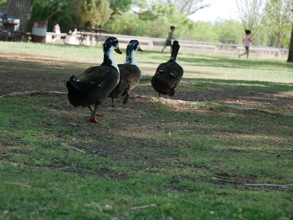 a couple of birds that are standing in the grass