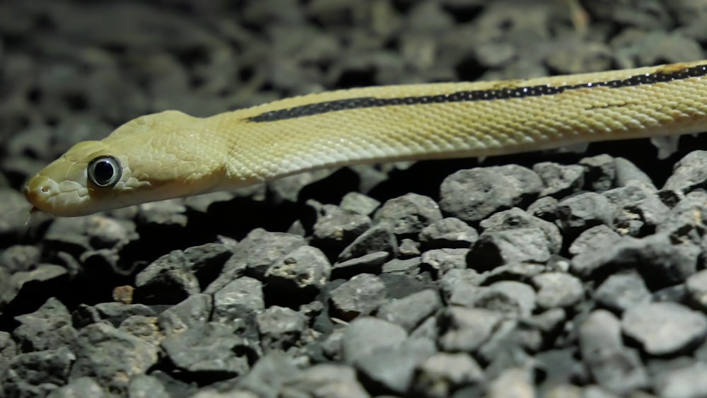 a close up of a yellow snake on a rock