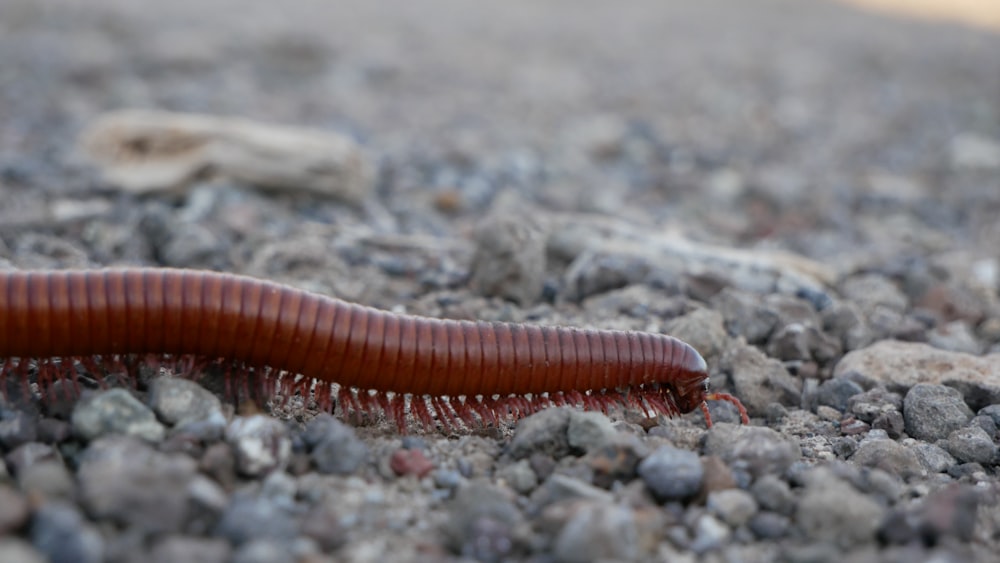 a red caterpillar crawling on a gravel road