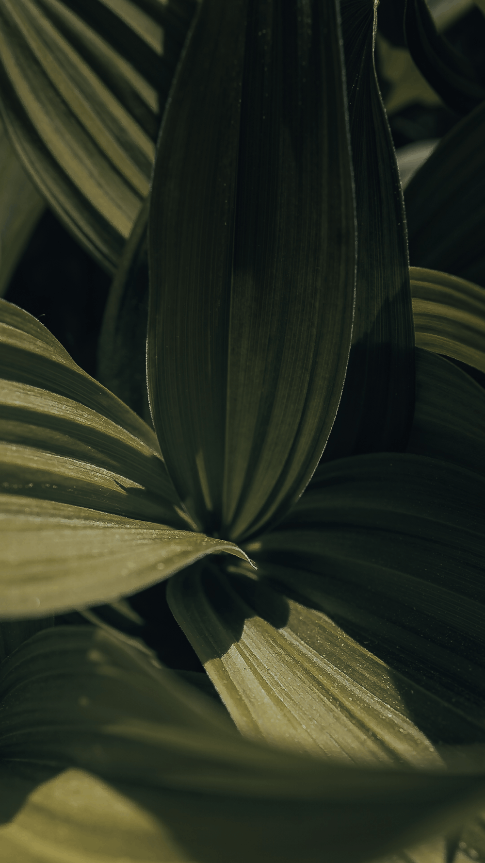 a close up of a green plant with leaves