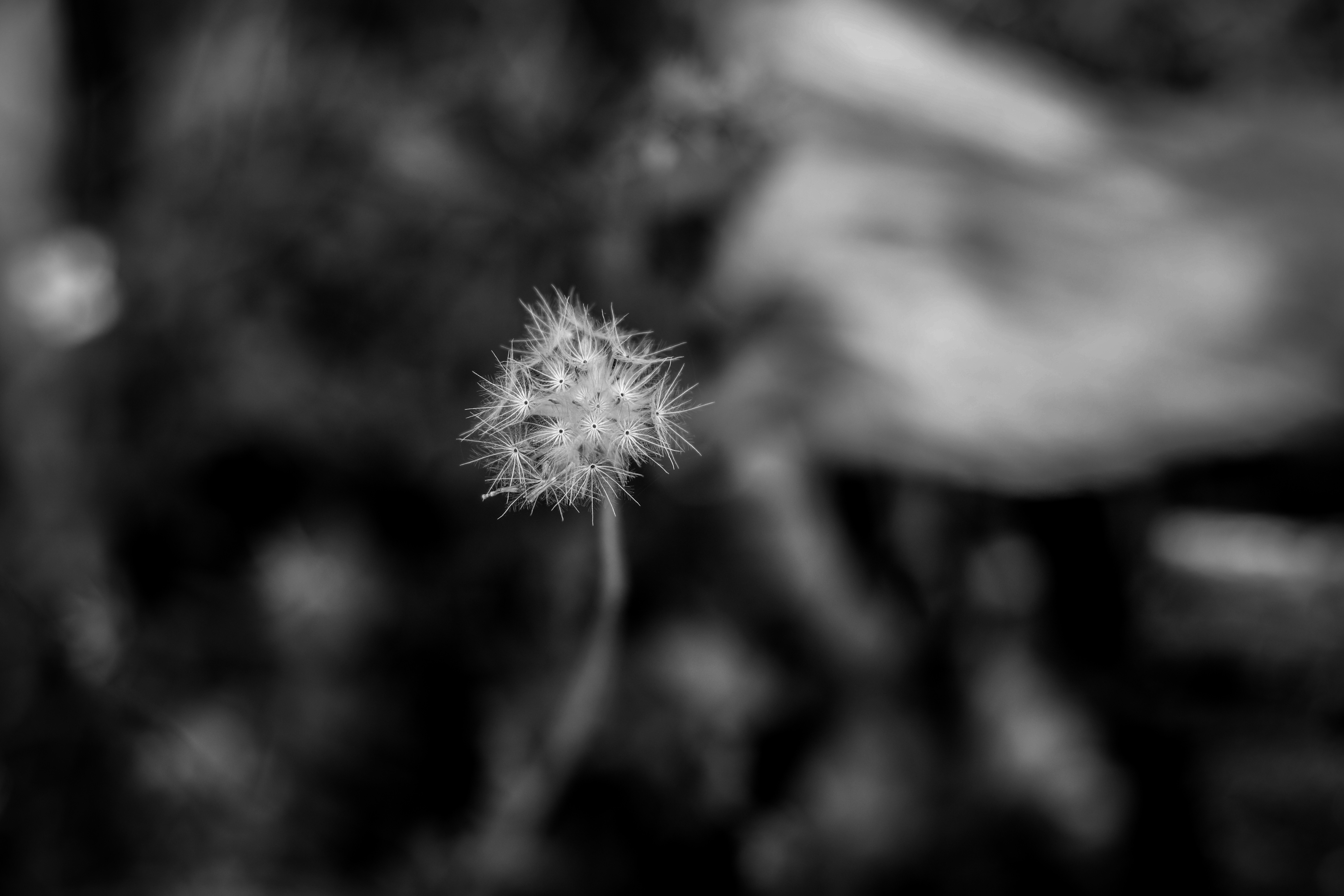 a black and white photo of a dandelion