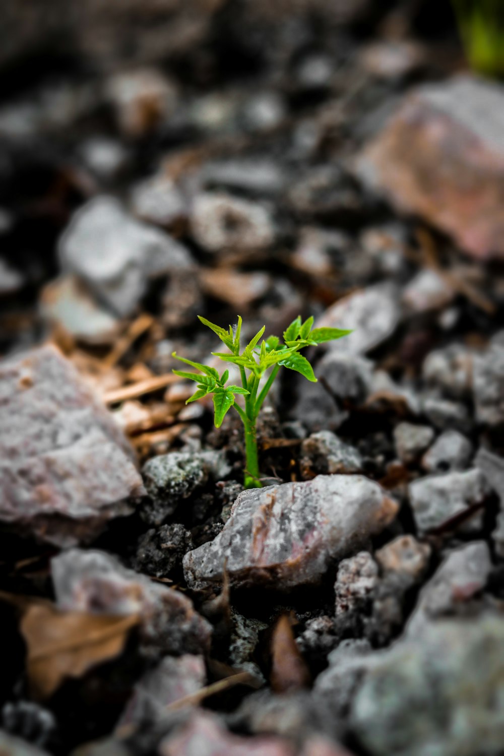 a small green plant sprouting out of some rocks