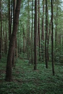 a forest filled with lots of tall trees