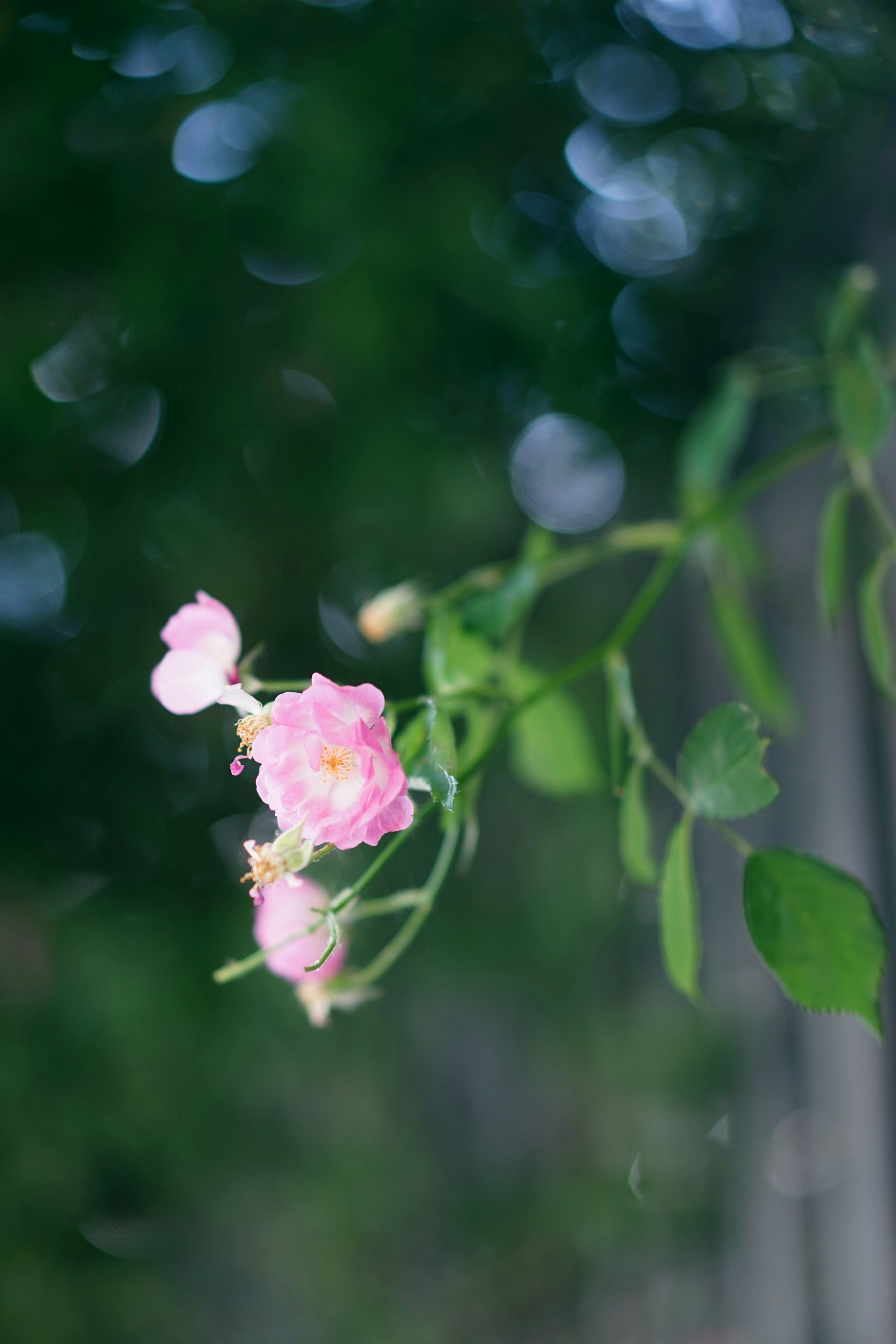 Photo by xiaoyulifish