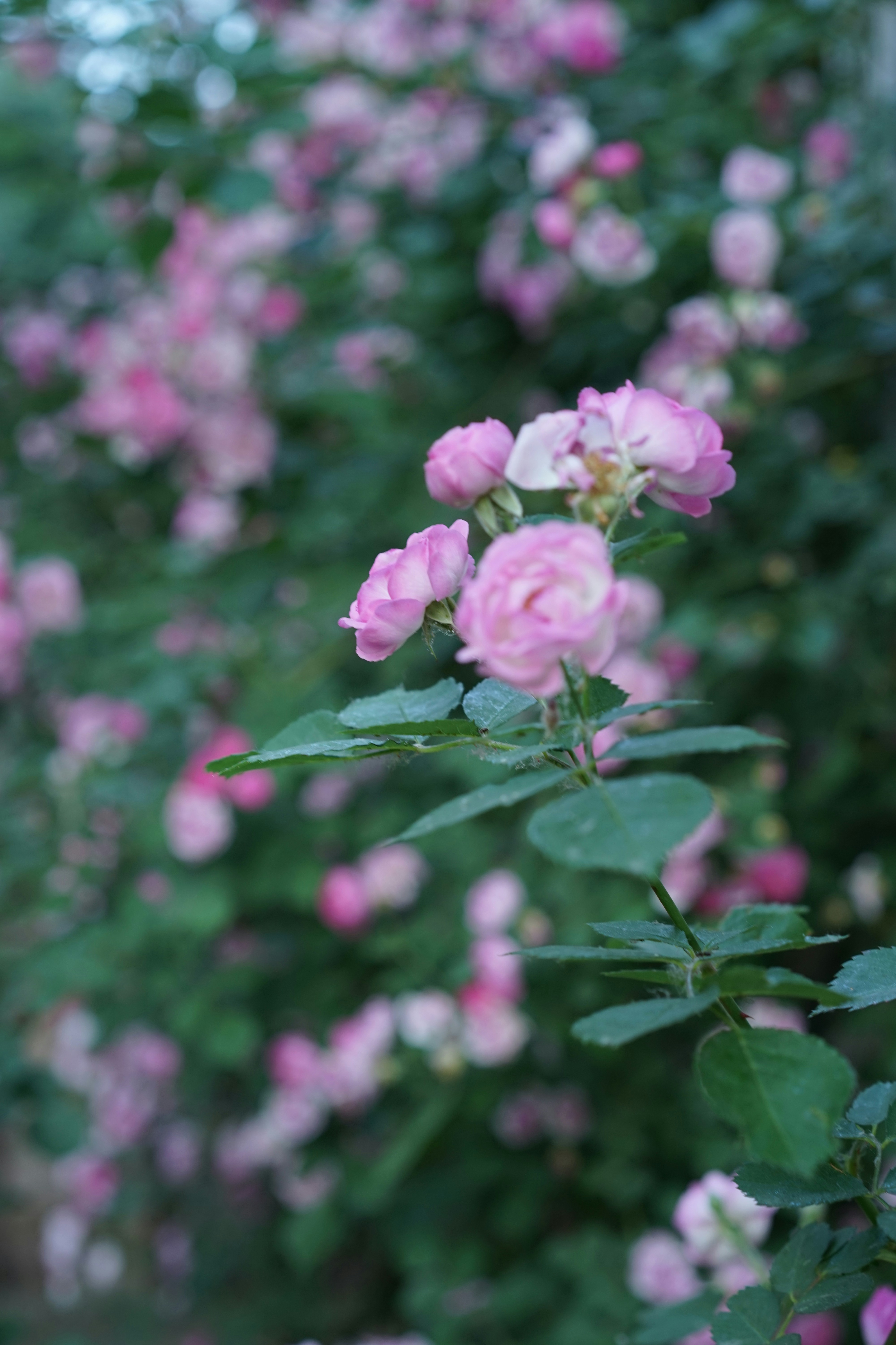 Photo by xiaoyulifish