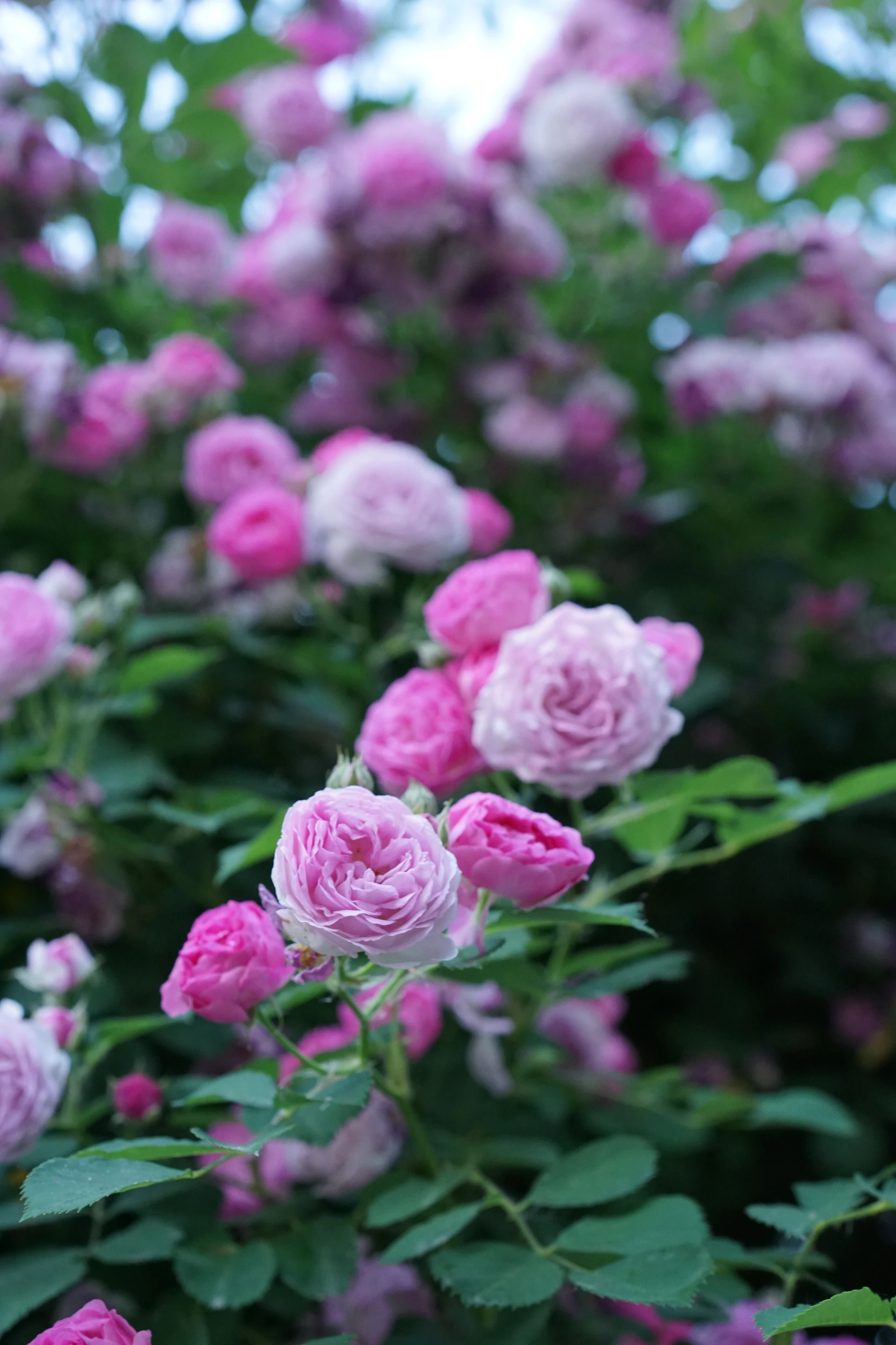 a bush of pink roses with green leaves