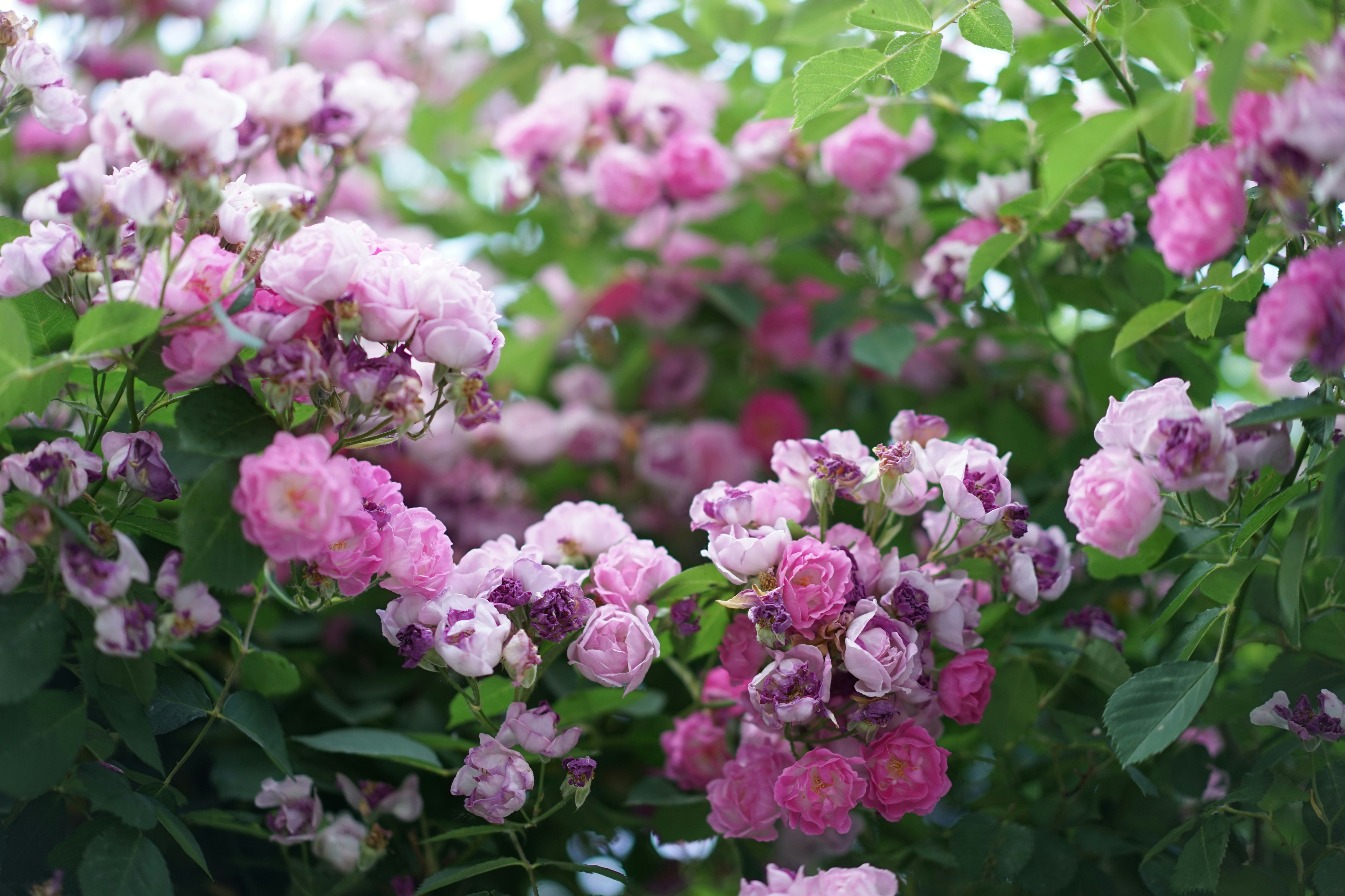 Photo by xiaoyulifish