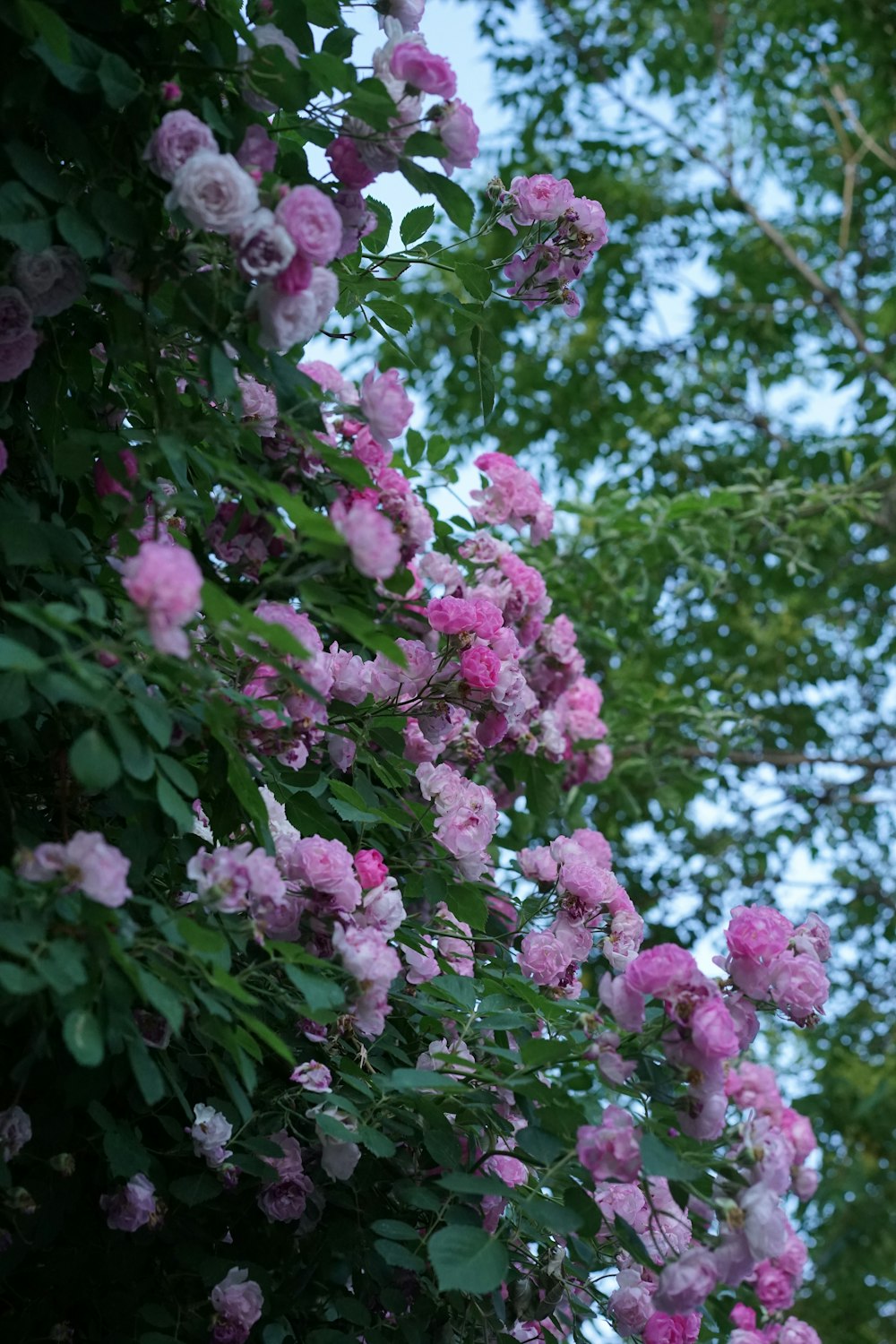 pink flowers are growing on the branches of a tree