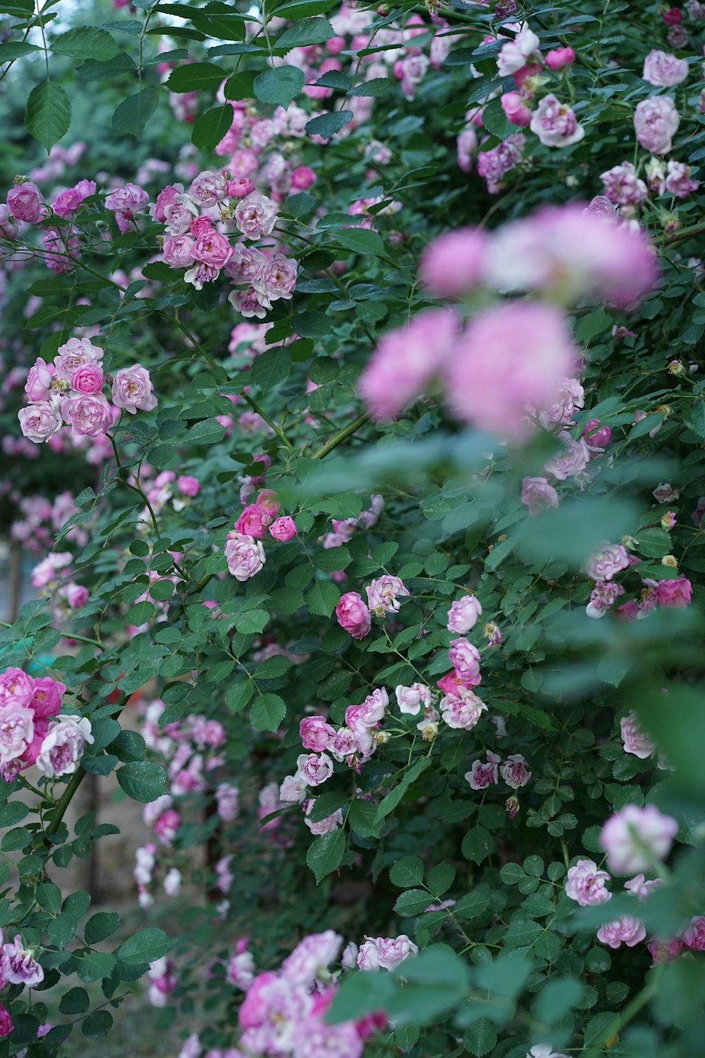 a bush of pink flowers with green leaves