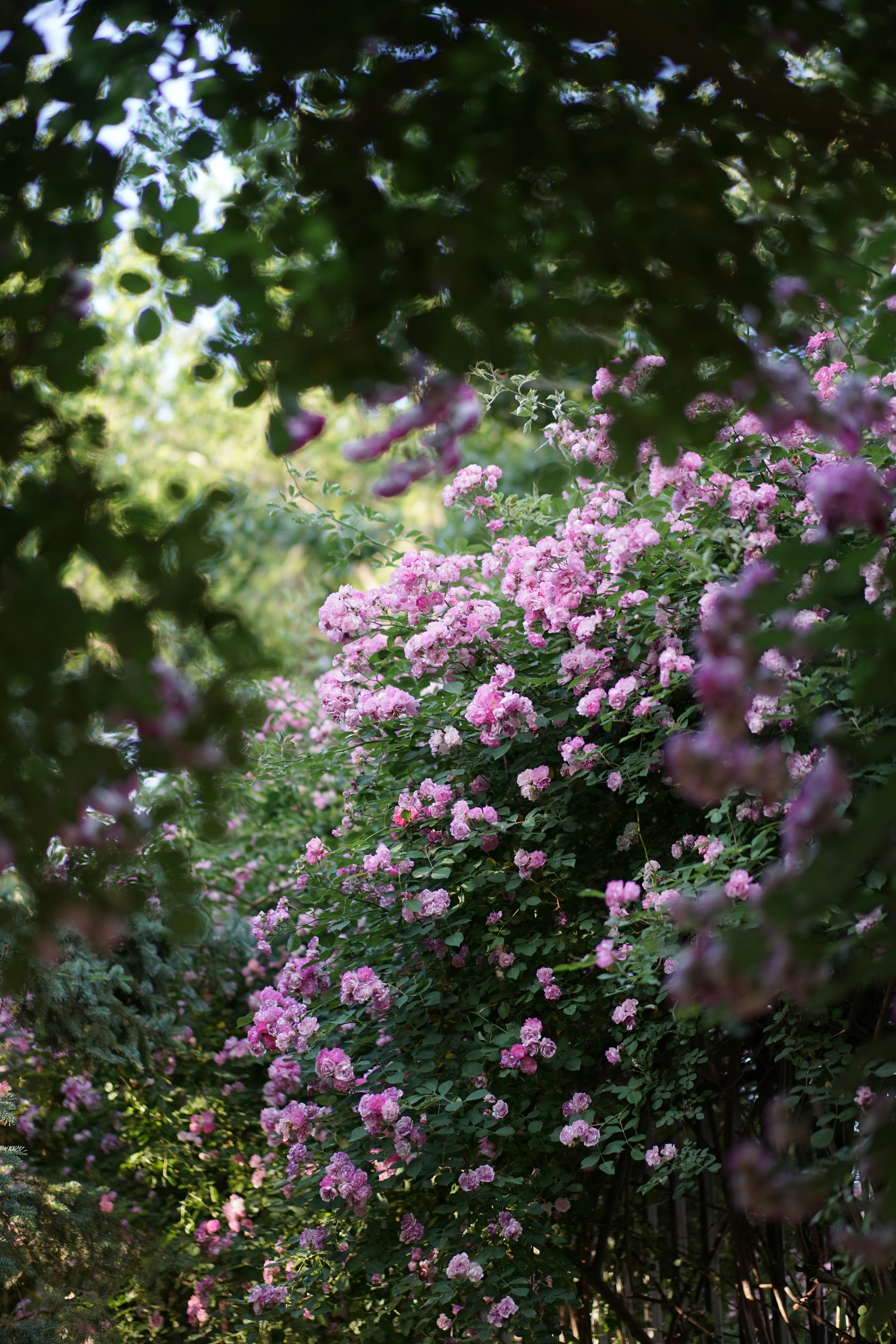 Photo by xiaoyulifish