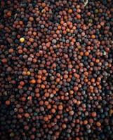 a close up of a bunch of different colored balls