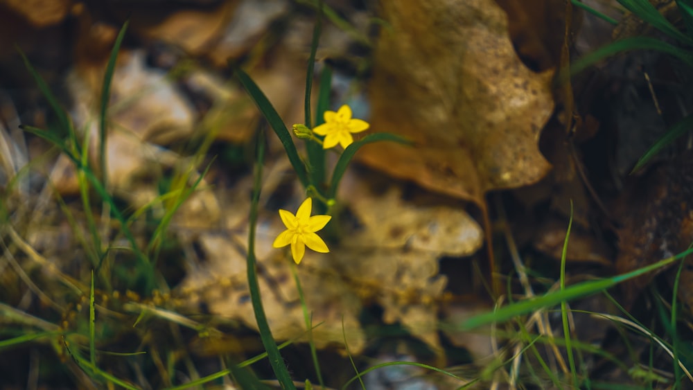 a couple of yellow flowers sitting on top of a lush green field