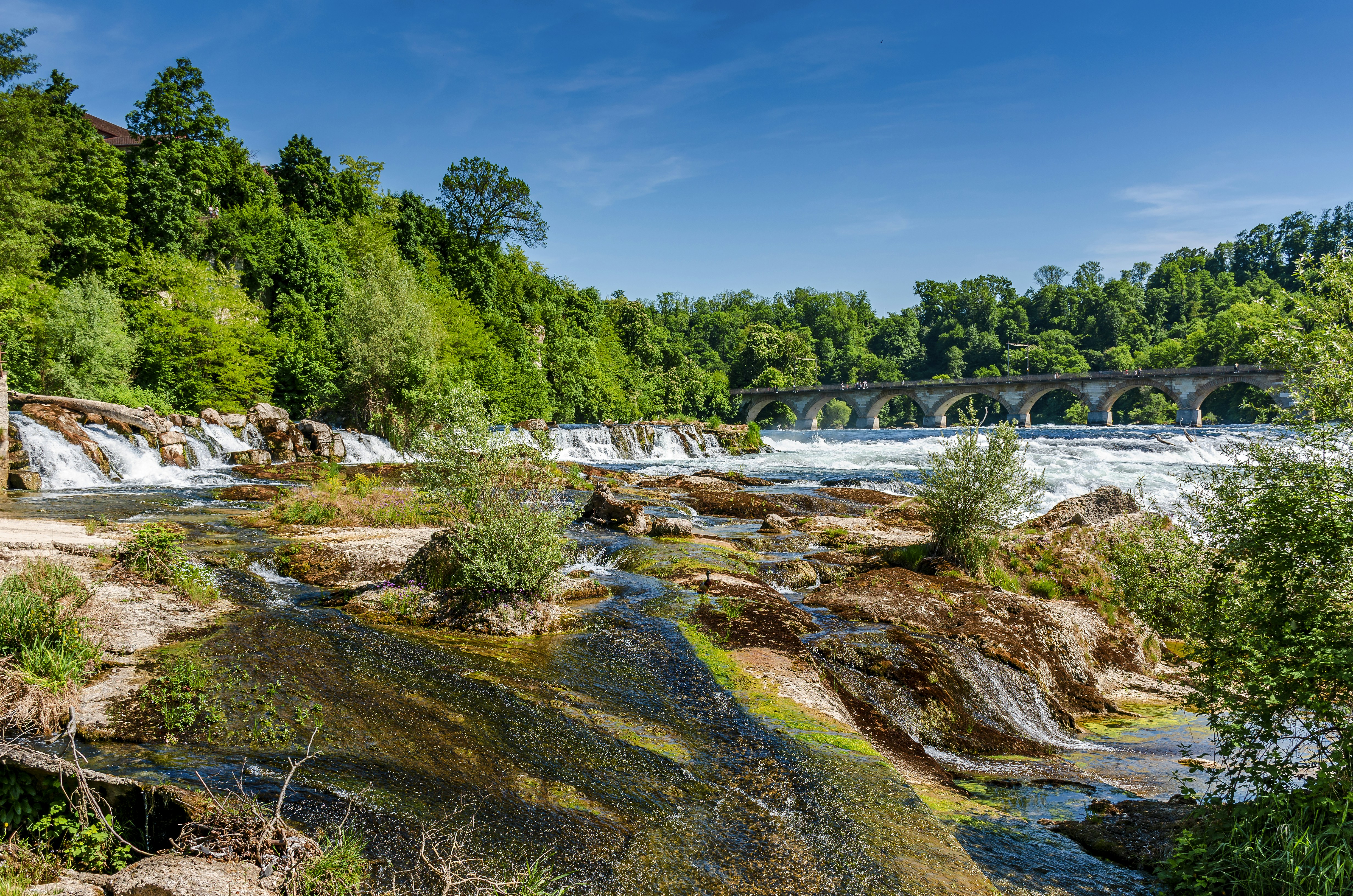 a river flowing under a bridge next to a forest