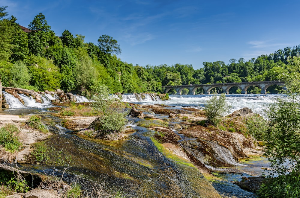 Un río que fluye bajo un puente junto a un bosque