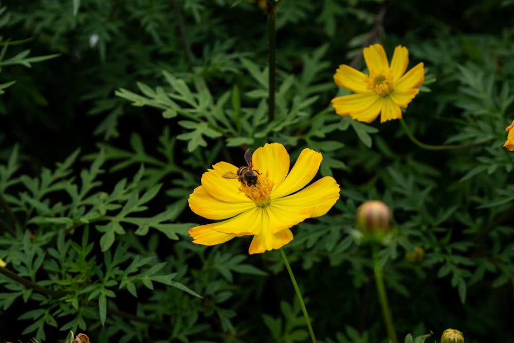 a bee is sitting on a yellow flower