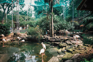 a group of flamingos standing around in a pond
