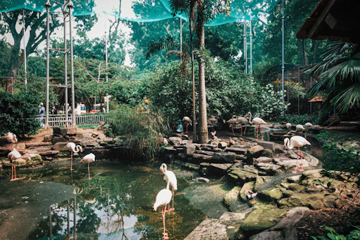 a group of flamingos standing around in a pond