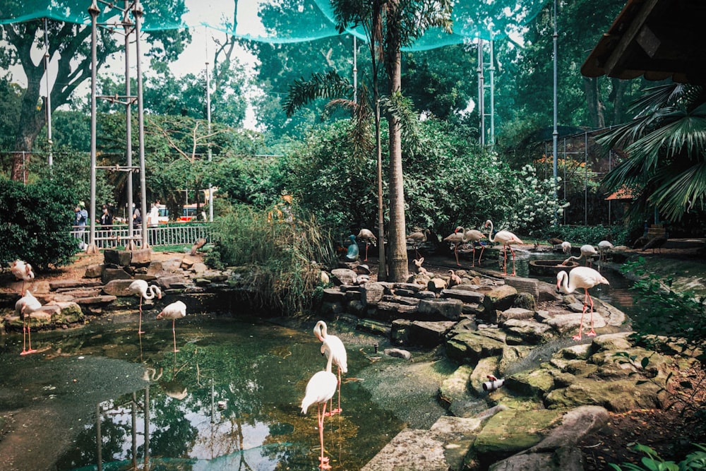 a group of flamingos standing around in a pond