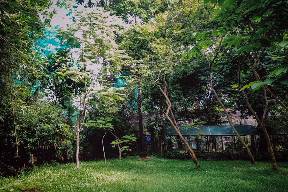 a lush green yard surrounded by trees and bushes