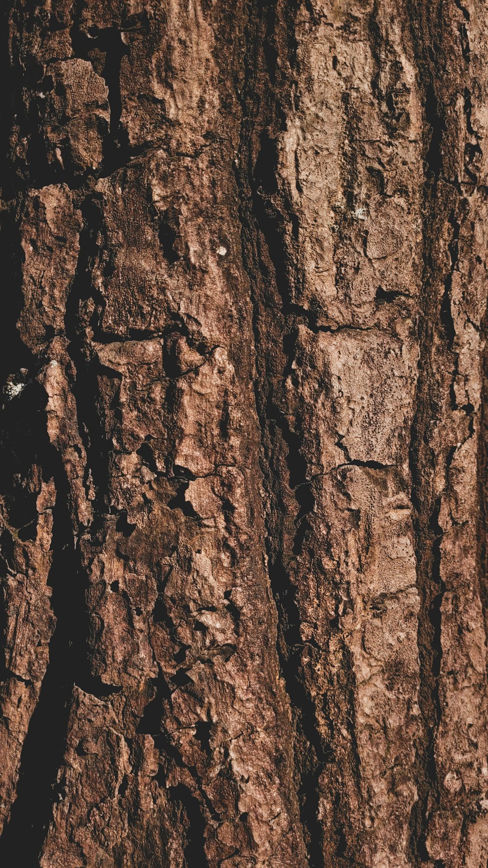 a close up of the bark of a tree