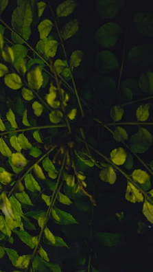 A detailed shot of forest leaves with a matte forest green tone inspired by grape bark.