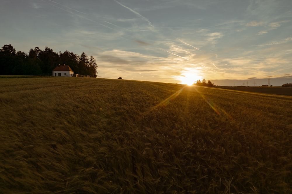 the sun is setting over a field of wheat