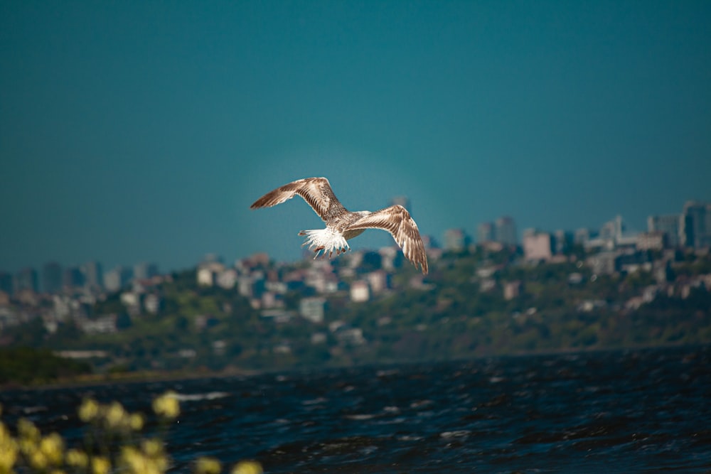 a seagull flying over a body of water with a city in the background