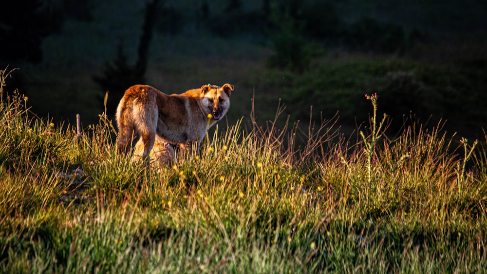 un cane in piedi in un campo di erba alta