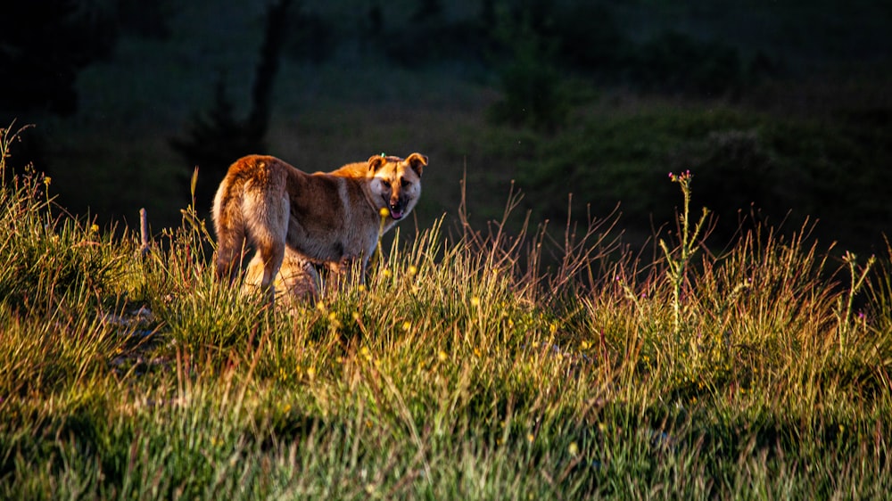 a dog standing in a field of tall grass