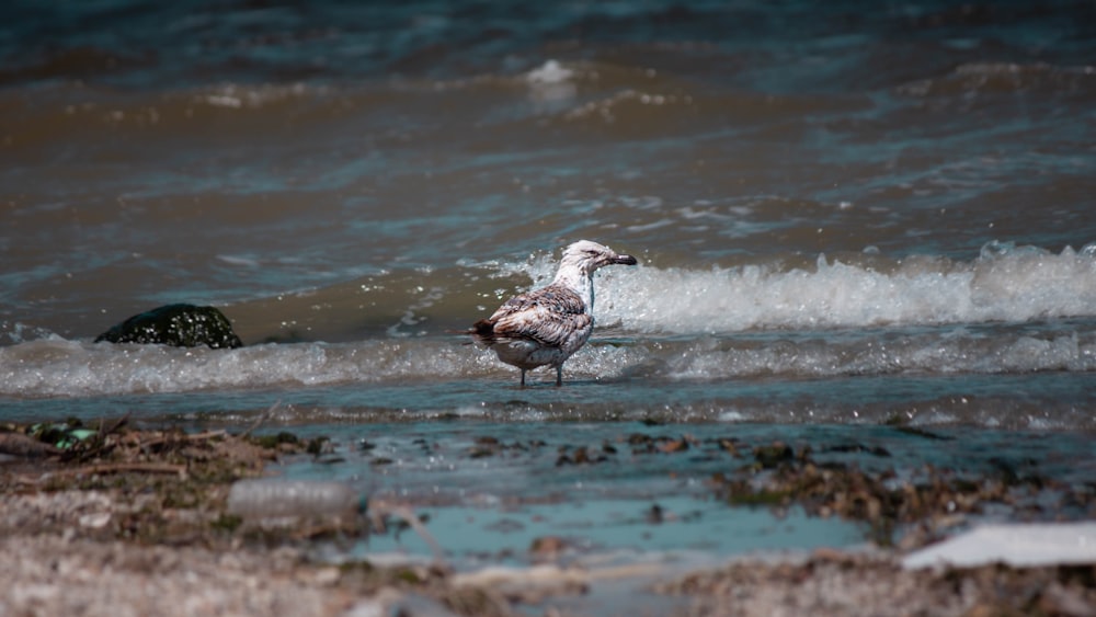 a seagull standing in the water at the beach