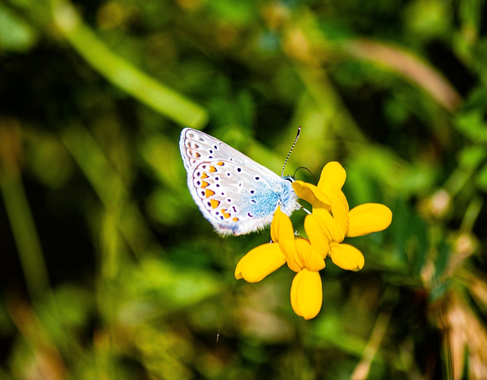 a white butterfly sitting on top of a yellow flower