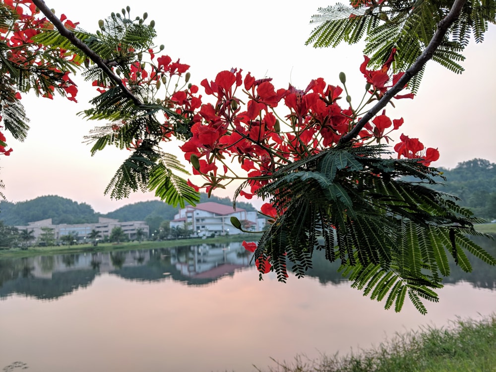 a tree branch with red flowers hanging over a lake