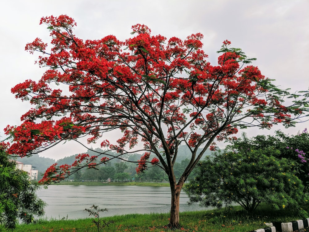 un albero con fiori rossi vicino a uno specchio d'acqua